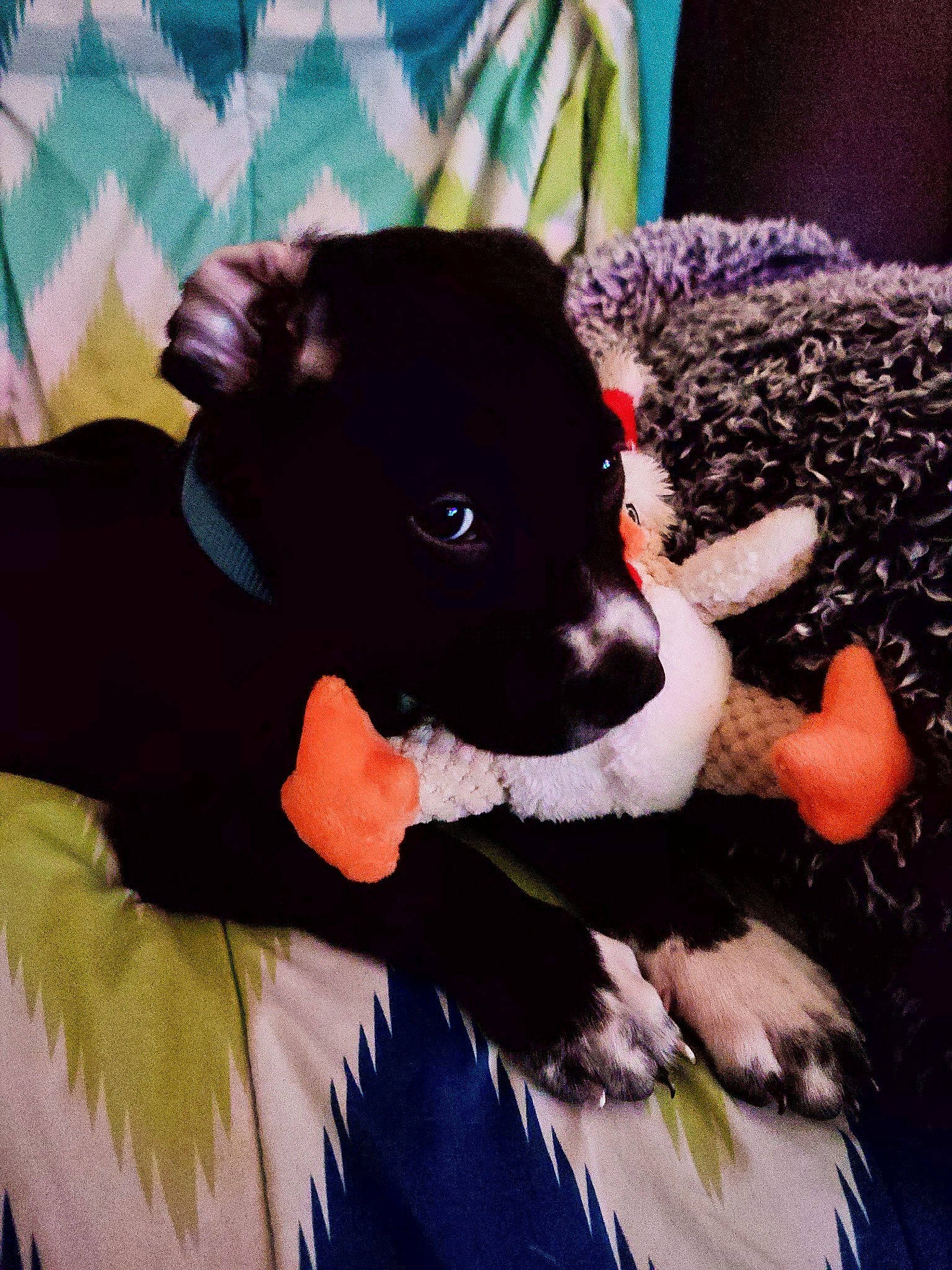 Dax joined the competition — help win amazing prizes! border_collie, canidae, carnivore, dog, dog_breed, mammal, puppy, sporting_group, vertebrate