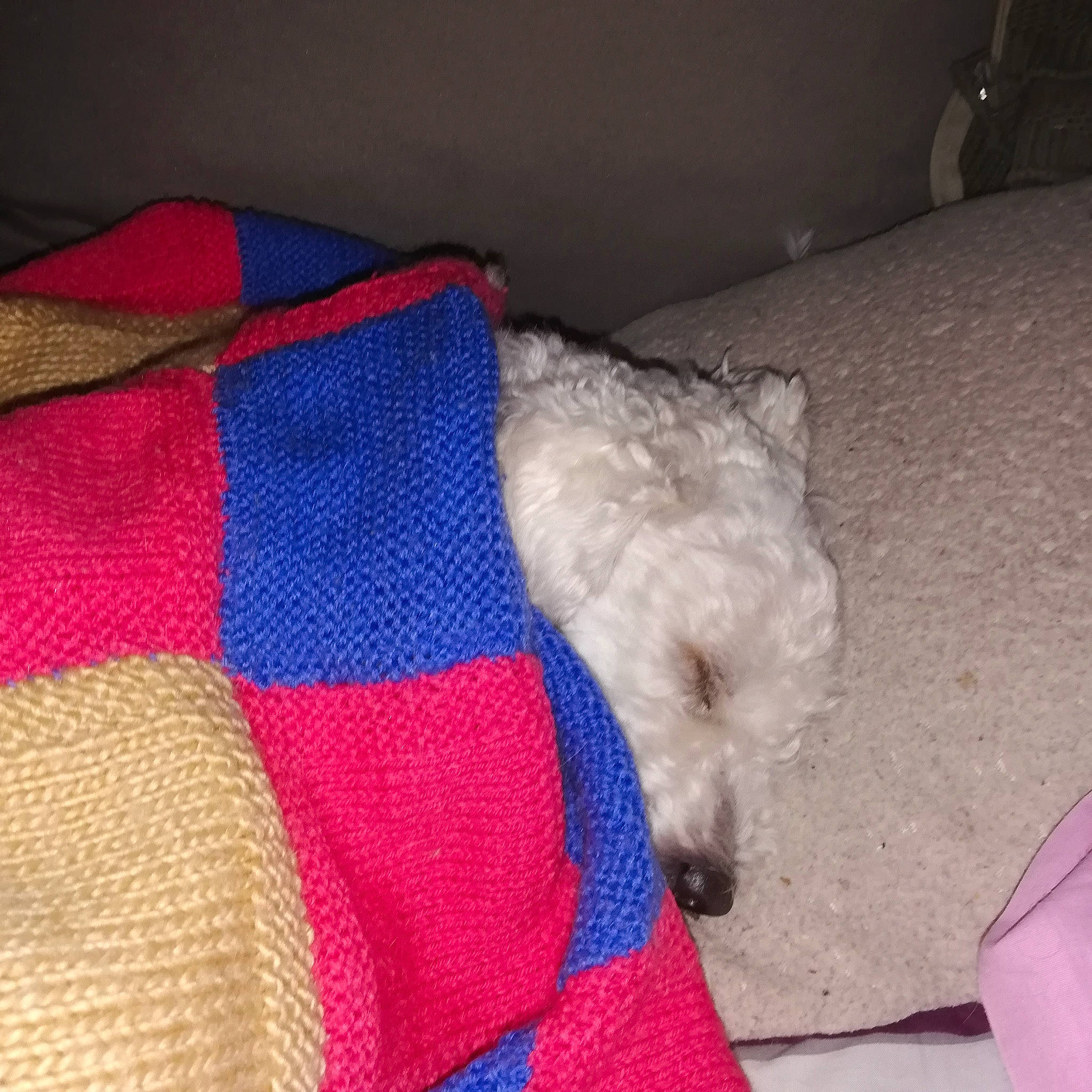 Scoubidou participe au concours pour gagner de l'argent avec cette photo : canidae, carnivore, companion_dog, dog, dog_breed, non_sporting_group, poodle, terrier, west_highland_white_terrier