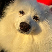 Channel joined the competition — help win amazing prizes! dog, white_fur, close_up, portrait, animal, pet, outdoor, sunlight, fluffy, nose, face, eyes, canine, furry, majestic, nature, warm_light, cute, friendly, companion