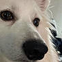 Channel joined the competition — help win amazing prizes! dog, close_up, white_fur, black_nose, brown_eyes, pet, animal, fluffy, portrait, face, cute, domestic_animal, indoors, fur, whiskers, snout, canine, mammal, soft_light, companion