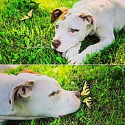 Chance joined the competition — help win amazing prizes! dog, butterfly, grass, outdoor, animal, pet, white_dog, brown_patch, nature, curious, close_up, greenery, summer, peaceful, wildlife, cute, laying_down, face_profile, insect, macro