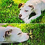 dog, butterfly, grass, outdoor, animal, pet, white_dog, brown_patch, nature, curious, close_up, greenery, summer, peaceful, wildlife, cute, laying_down, face_profile, insect, macro