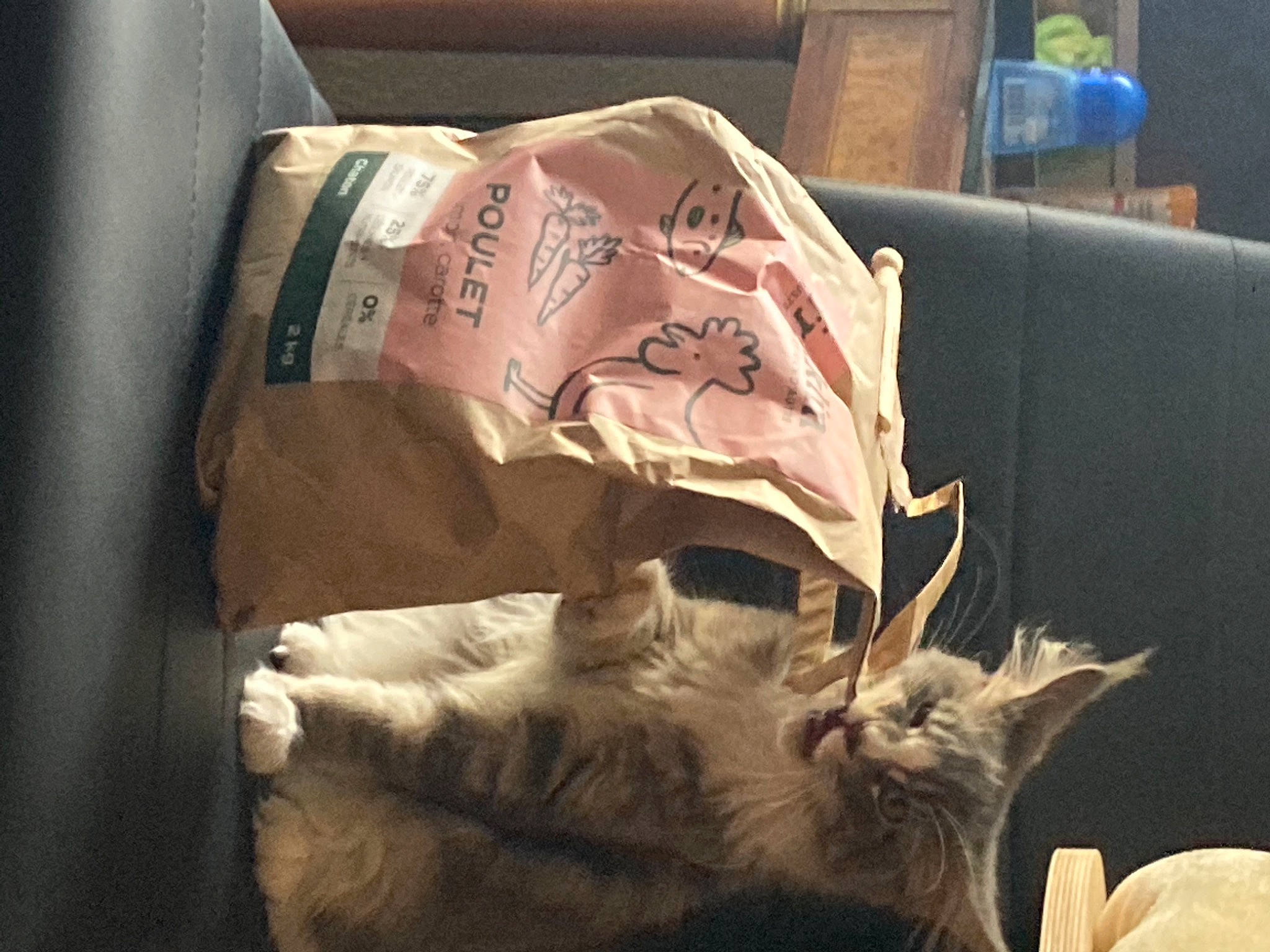 Ange a rejoint le concours — aidez-le/la à gagner de superbes lots ! bag, canidae, carmine, carnivore, cat, comfort, couch, domestic_short_haired_cat, felidae, fur, linens, luggage_and_bags, paper, paper_product, room, small_to_medium_sized_cats, tail, textile, whiskers, wood