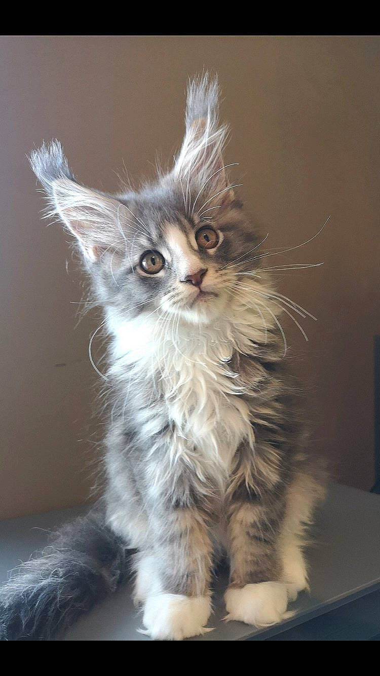 Ange participe au concours pour gagner de l'argent avec cette photo : birman, carnivore, cat, claw, darkness, eye, fawn, felidae, fur, head, laperm, maine_coon, paw, small_to_medium_sized_cats, snout, tail, terrestrial_animal, whiskers, window