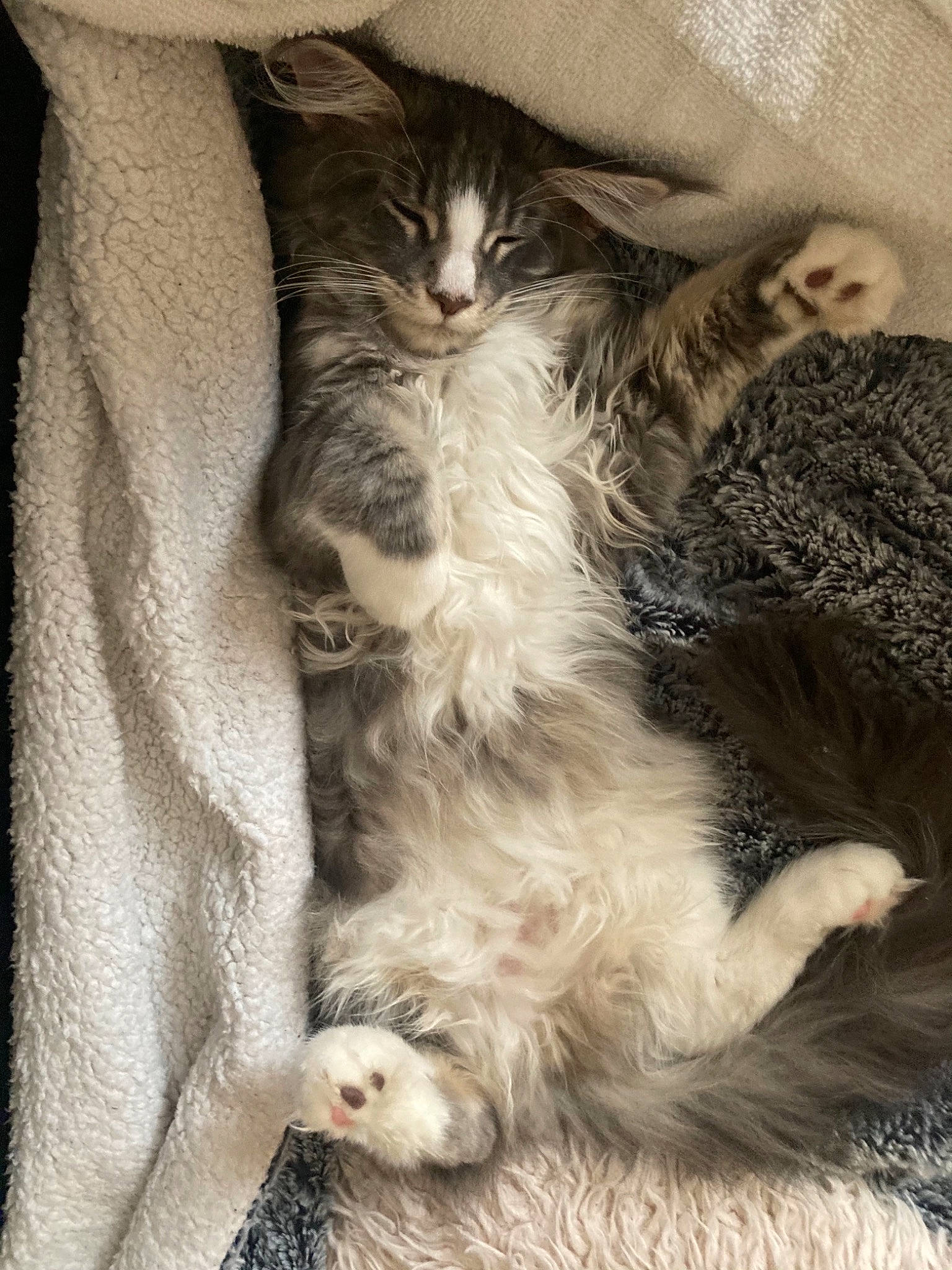 Ange a rejoint le concours — aidez-le/la à gagner de superbes lots ! carnivore, cat, claw, comfort, domestic_short_haired_cat, felidae, fur, grey, maine_coon, nap, paw, sleep, small_to_medium_sized_cats, tail, whiskers