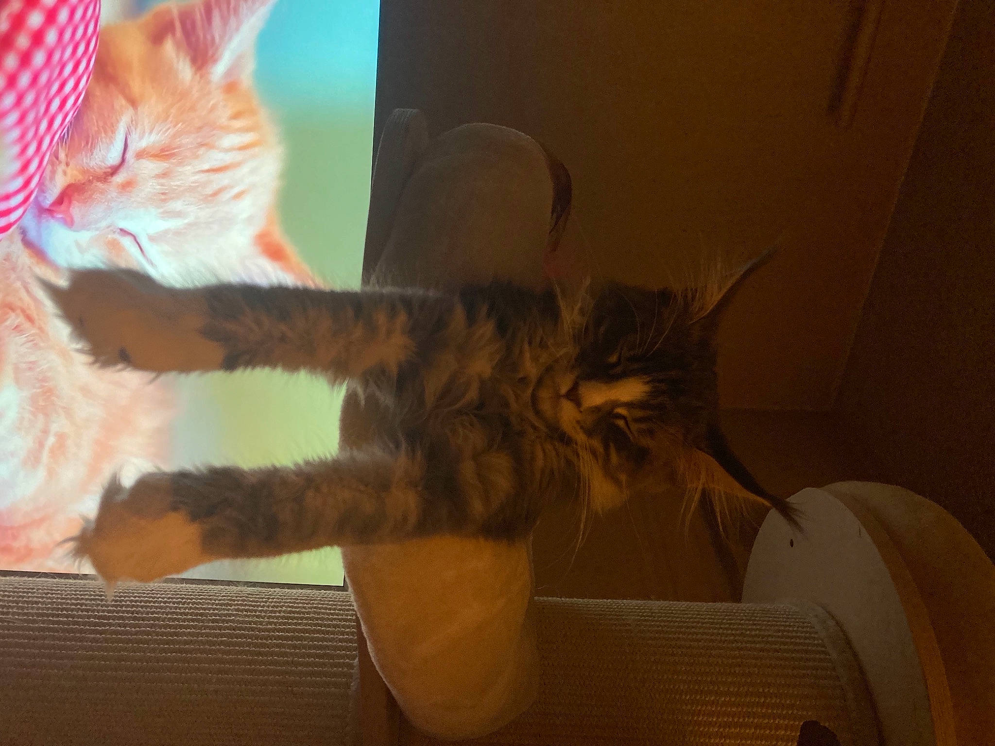 Ange participe au concours pour gagner de l'argent avec cette photo : carnivore, cat, claw, comfort, couch, domestic_short_haired_cat, fawn, felidae, fur, lap, paw, plant, small_to_medium_sized_cats, tail, whiskers, window, wood