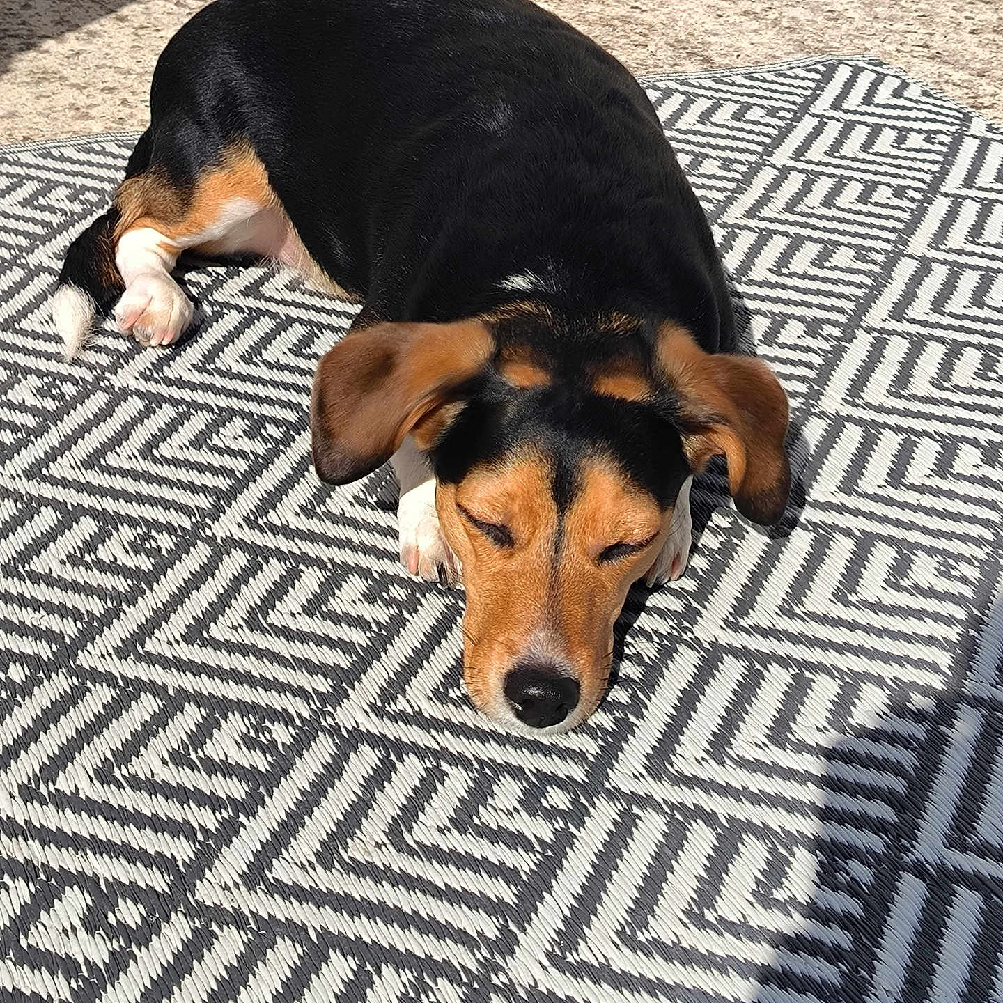 Cookie participe au concours pour gagner de l'argent avec cette photo : backyard, black_coat, brown_coat, canine, close_up, concrete, dog, ears, outdoor, patterned_rug, pet, quiet, relaxation, resting, shadow, sleeping, snout, sunlight, sunny_day, white_paws