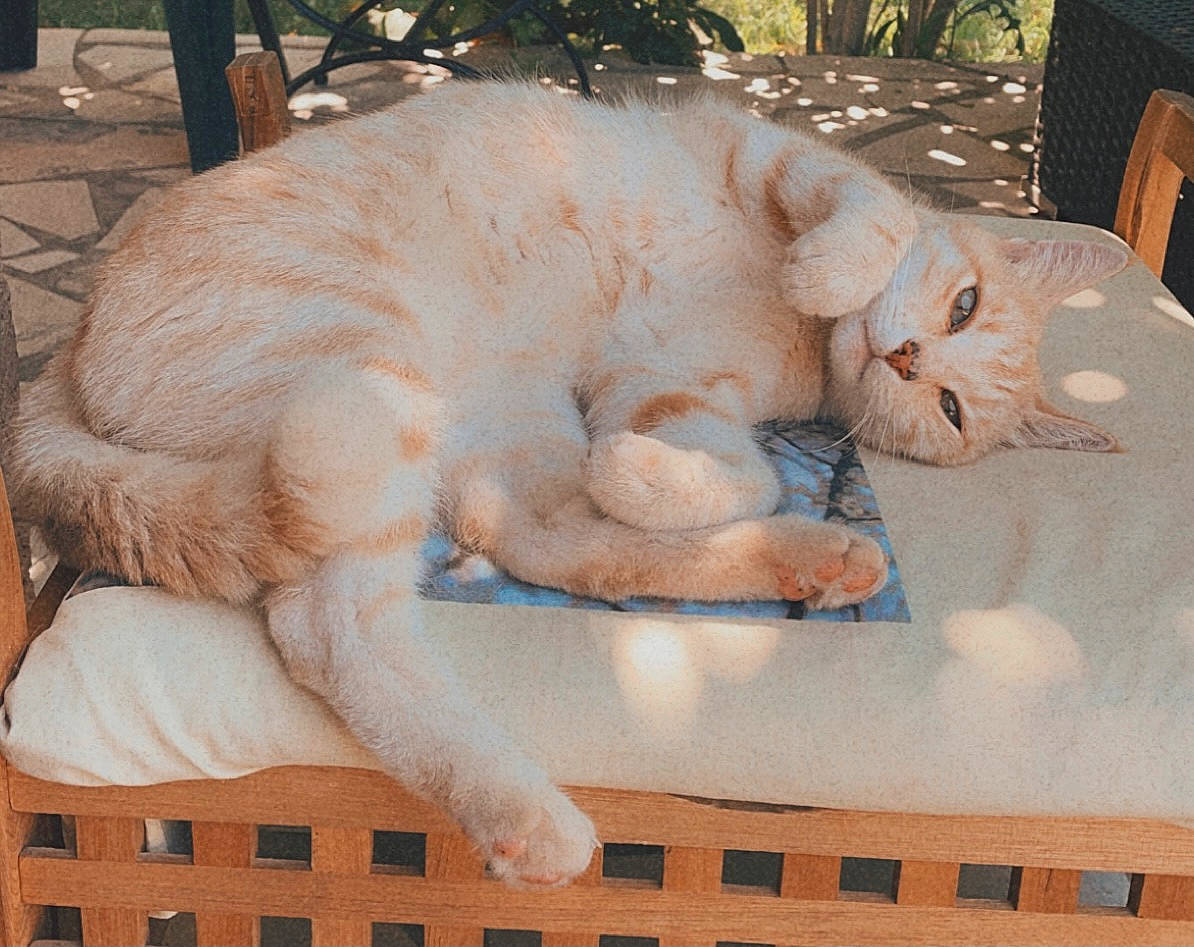 Guizmo a rejoint le concours — aidez-le/la à gagner de superbes lots ! carnivore, cat, chair, claw, domestic_short_haired_cat, fawn, felidae, foot, fur, linens, paw, sitting, small_to_medium_sized_cats, snout, table, tail, terrestrial_animal, whiskers