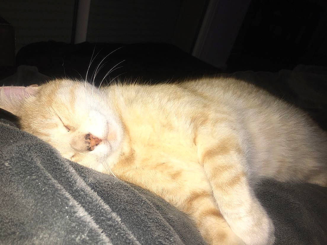 Guizmo participe au concours pour gagner de l'argent avec cette photo : canidae, carnivore, cat, claw, comfort, domestic_short_haired_cat, fawn, felidae, fur, linens, nap, paw, sleep, small_to_medium_sized_cats, snout, tail, terrestrial_animal, whiskers, wood