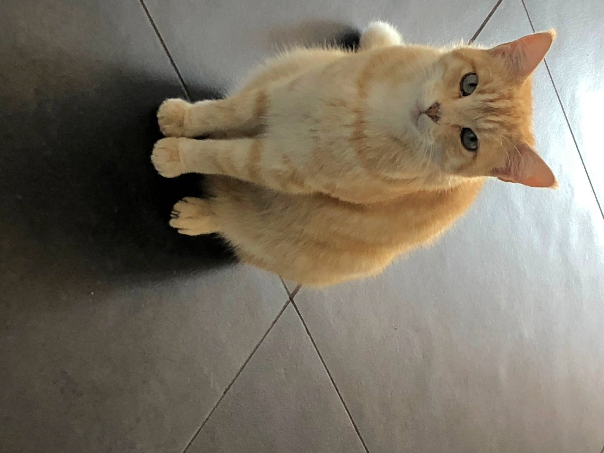 Guizmo a rejoint le concours — aidez-le/la à gagner de superbes lots ! canidae, carnivore, cat, claw, domestic_short_haired_cat, fawn, felidae, floor, flooring, fur, hardwood, paw, small_to_medium_sized_cats, snout, tail, whiskers, wood