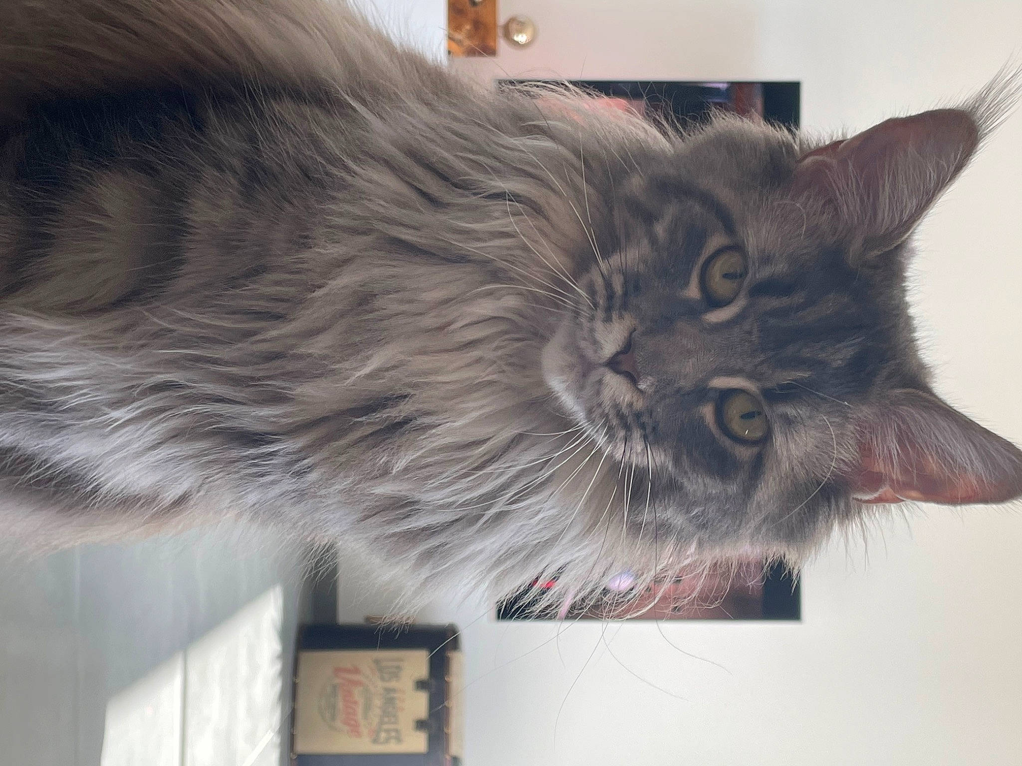 Taïga participe au concours pour gagner de l'argent avec cette photo : black_cat, british_longhair, carnivore, cat, domestic_short_haired_cat, felidae, fur, grey, picture_frame, small_to_medium_sized_cats, snout, tail, whiskers, window