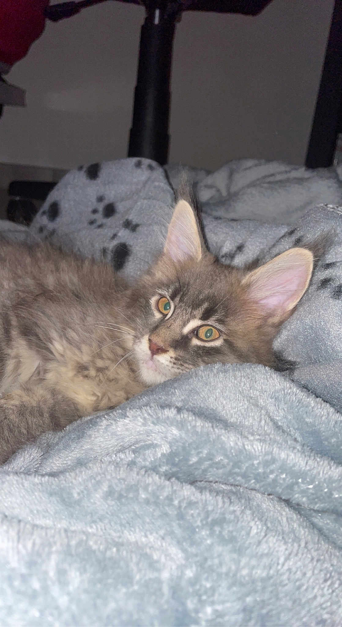 Taïga