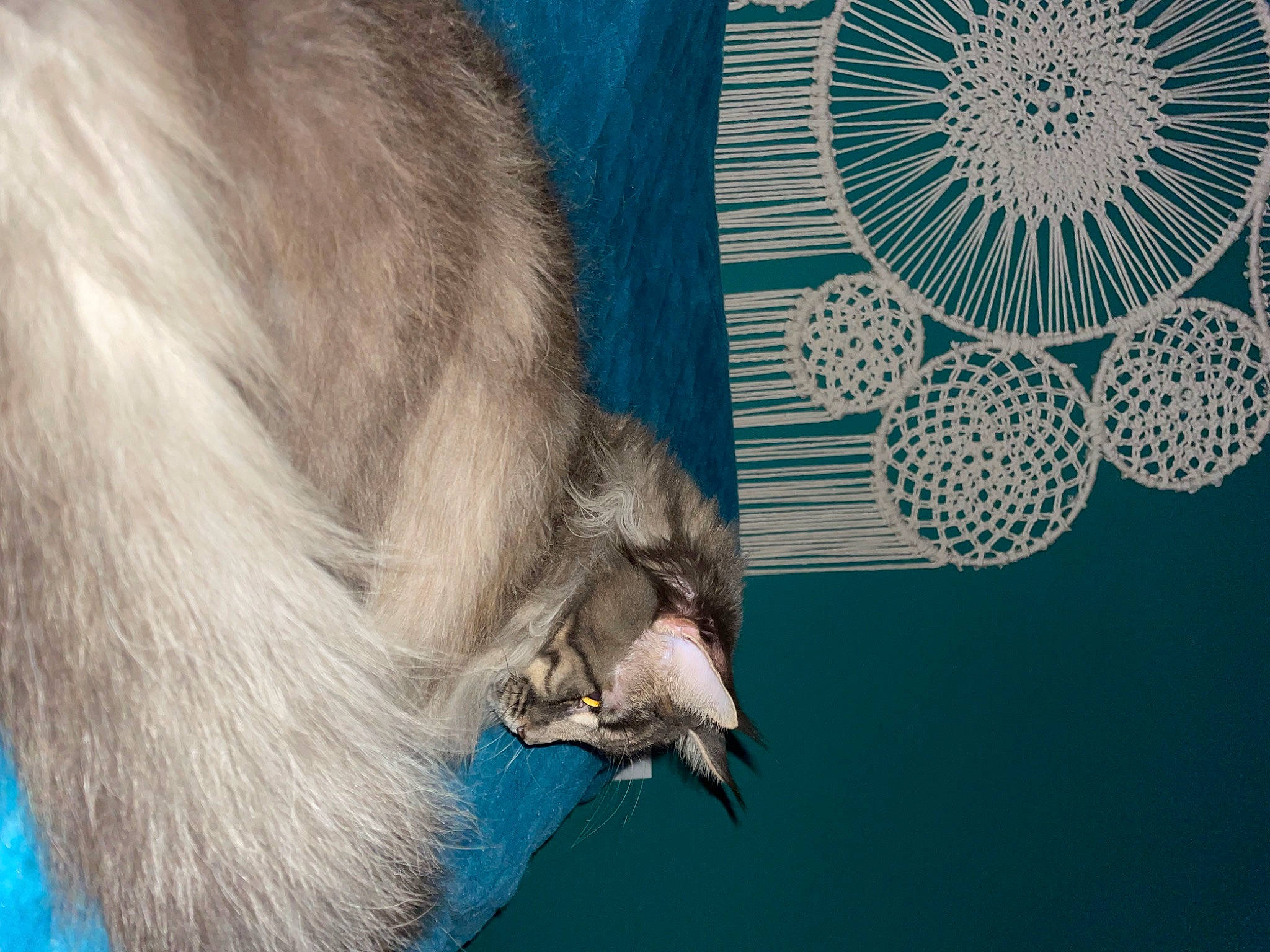 Taïga a rejoint le concours — aidez-le/la à gagner de superbes lots ! beard, carnivore, cat, circle, claw, doily, domestic_short_haired_cat, fang, felidae, fur, gesture, linens, nap, pattern, paw, small_to_medium_sized_cats, snout, tail, whiskers, woven_fabric