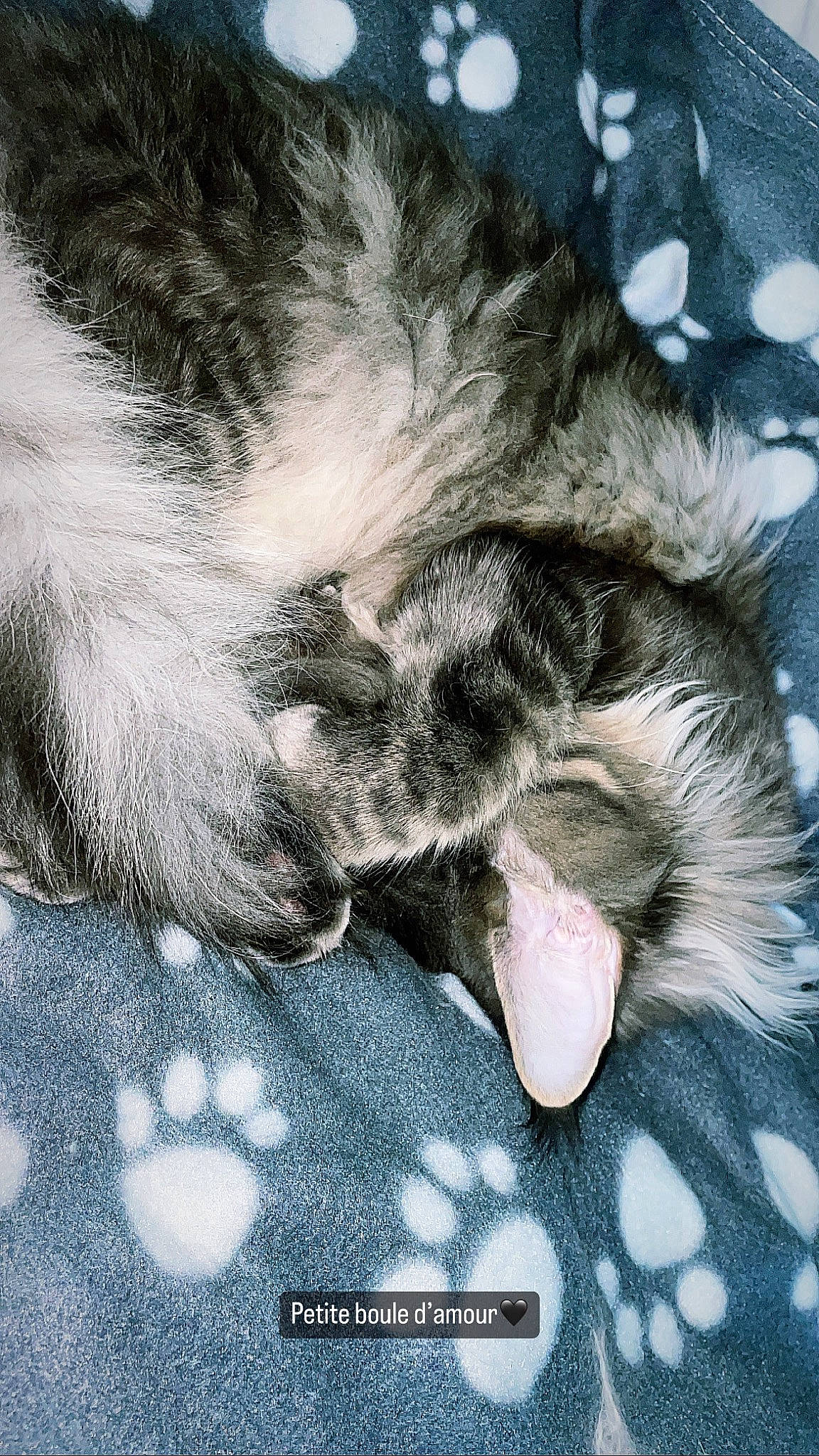 Taïga participe au concours pour gagner de l'argent avec cette photo : carnivore, cat, claw, comfort, domestic_short_haired_cat, felidae, foot, fur, gesture, grey, human_leg, monochrome_photography, nap, paw, sleep, small_to_medium_sized_cats, snout, tail, terrestrial_animal, whiskers