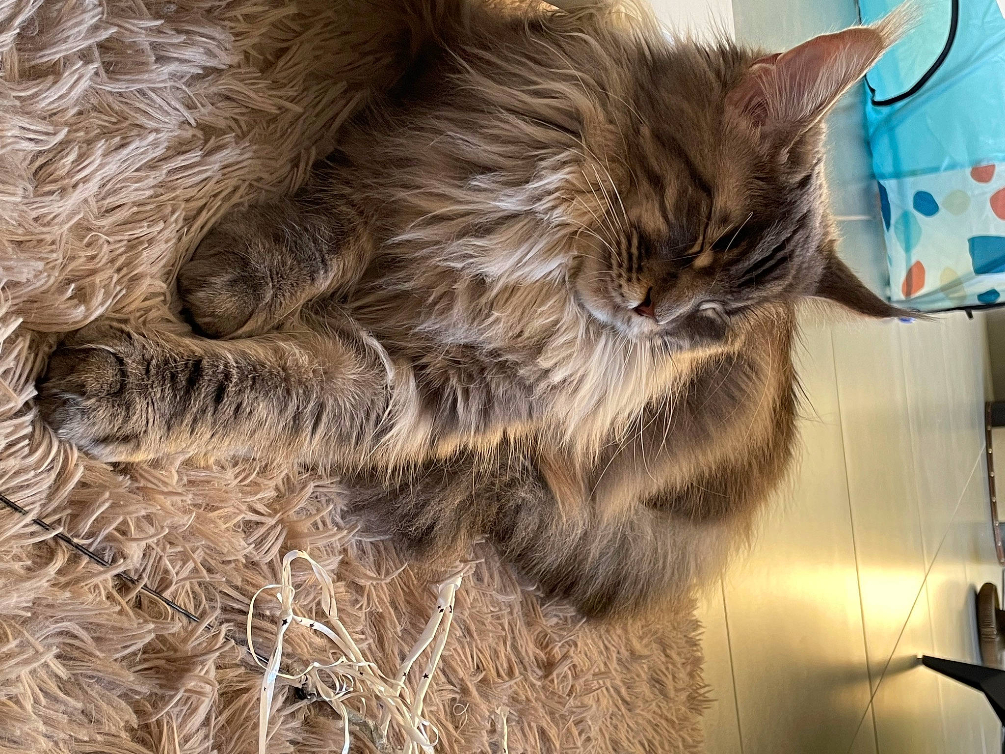 Taïga participe au concours pour gagner de l'argent avec cette photo : carnivore, cat, claw, comfort, domestic_short_haired_cat, fawn, felidae, fur, nap, paw, small_to_medium_sized_cats, tail, terrestrial_animal, whiskers, wood