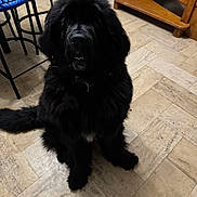 Awaï a rejoint le concours — aidez-le/la à gagner de superbes lots ! black_dog, chair, cute, dog, eyes, fluffy, fur, indoor, large_dog, looking_up, newfoundland, nose, paw, pet, sitting, stool, teeth, tiled_floor, wooden_shelf, young_dog