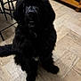black_dog, chair, companion, dog, eyes, floor_tiles, fluffy_fur, indoors, large_dog, long_fur, looking_up, mouth, nose, paw, pet, portrait, sitting, teeth, tile_floor, wooden_furniture
