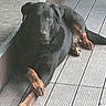 Sam a rejoint le concours — aidez-le/la à gagner de superbes lots ! animal, backyard, black_dog, close_up, deck, dog, floppy_ears, front_paws, large_dog, looking_at_camera, lying_down, outdoor, pet, photography, portrait, relaxed, shadows, sunlight, tan_markings, wooden_deck