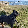 Sam participe au concours pour gagner de l'argent avec cette photo : animal, black_dog, cactus, coast, coastal_path, dog, fence, grass, landscape, nature, ocean, outdoors, pet, profile, rocky_shoreline, seashore, standing, sunlight, tan markings, waves