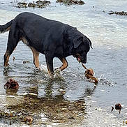 Sam participe au concours pour gagner de l'argent avec cette photo : adventure, animal, black_and_tan, canine, daylight, dog, floating_leaves, nature, outdoors, pond, reflection, retrieving, ripples, rottweiler, shallow_water, shoreline, stick, walking, water, wet