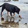 adventure, animal, black_and_tan, canine, daylight, dog, floating_leaves, nature, outdoors, pond, reflection, retrieving, ripples, rottweiler, shallow_water, shoreline, stick, walking, water, wet