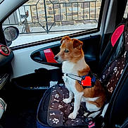 Pluto a rejoint le concours — aidez-le/la à gagner de superbes lots ! brown_and_white, calm, car_interior, car_seat_cover, companion, daylight, dog, dog_harness, door_panel, indoor, leash, metal_railing, paw_print, pet, seatbelt, side_mirror, sitting, stone_wall, vehicle, window