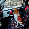 brown_and_white, calm, car_interior, car_seat_cover, companion, daylight, dog, dog_harness, door_panel, indoor, leash, metal_railing, paw_print, pet, seatbelt, side_mirror, sitting, stone_wall, vehicle, window