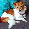 Pluto participe au concours pour gagner de l'argent avec cette photo : animal, blue, brown, collar, comfort, companion, couch, cute, dog, friendly, fur, hand, indoor, jacket, paw, person, pet, relaxed, tail, white