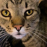Rocko joined the competition — help win amazing prizes! cat, tabby_cat, feline, close_up, face, yellow_eyes, whiskers, pink_nose, fur, stripes, portrait, pet, domestic_cat, indoor, macro_shot, curious, muzzle, nose, eyeball, expressive