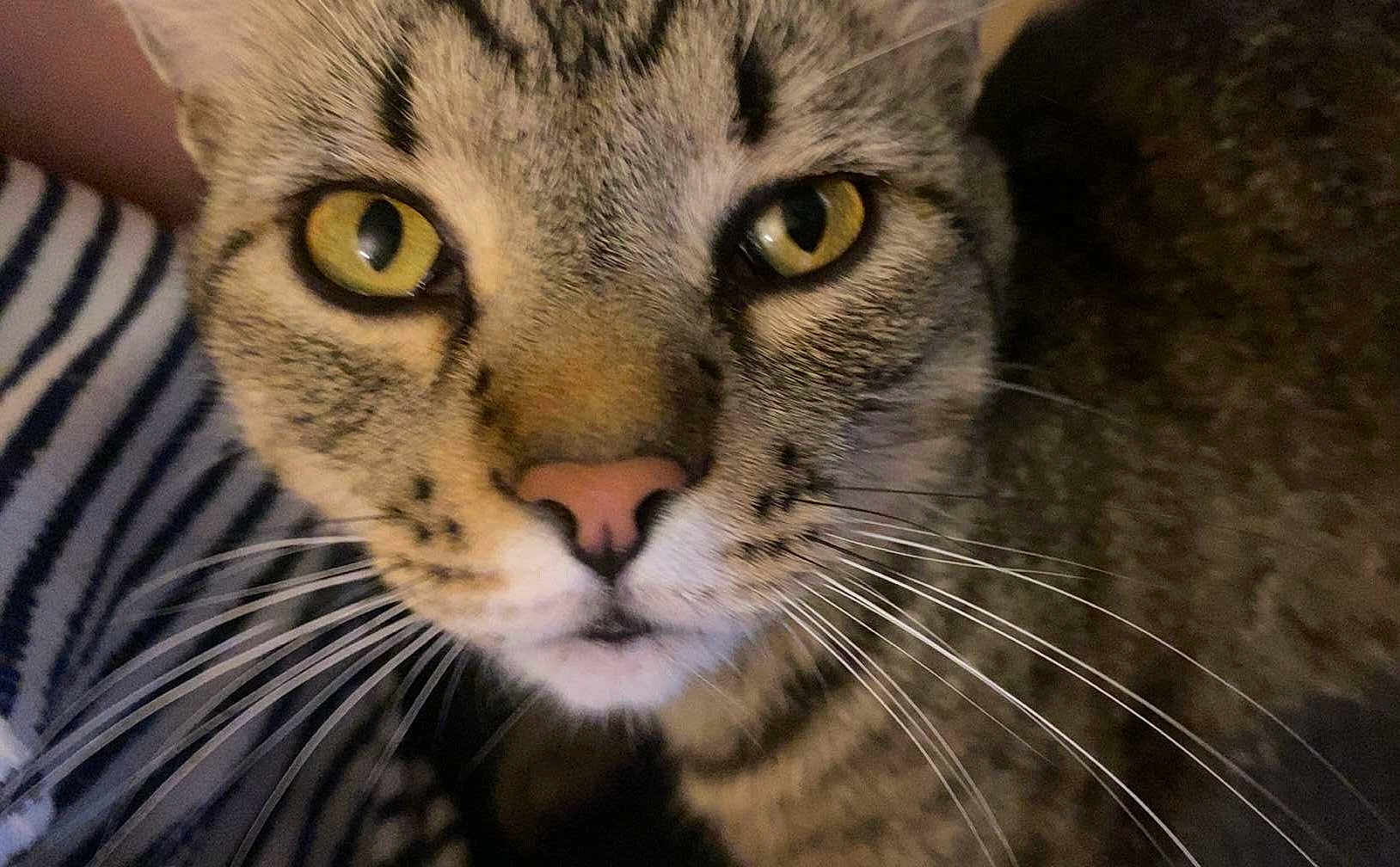 Rocko joined the competition — help win amazing prizes! cat, tabby_cat, feline, close_up, face, yellow_eyes, whiskers, pink_nose, fur, stripes, portrait, pet, domestic_cat, indoor, macro_shot, curious, muzzle, nose, eyeball, expressive