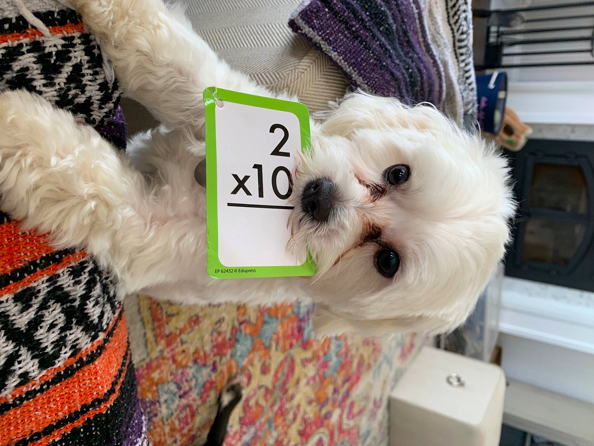 Snowball is registered to the contest to win money with this photo: bichon, bow_tie, carnivore, collar, companion_dog, dog, dog_breed, dog_collar, dog_supply, fashion_accessory, fur, natural_material, pattern, pet_supply, small_terrier, sporting_group, terrier, toy_dog, white, working_animal