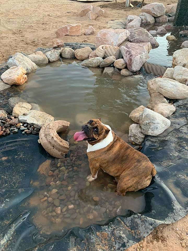 Molly joined the competition — help win amazing prizes! canidae, carnivore, collar, companion_dog, dog, dog_breed, dog_collar, fawn, liver, pebble, pond, rock, rubble, snout, sporting_group, stream, stream_bed, water_feature, water_resources, working_animal