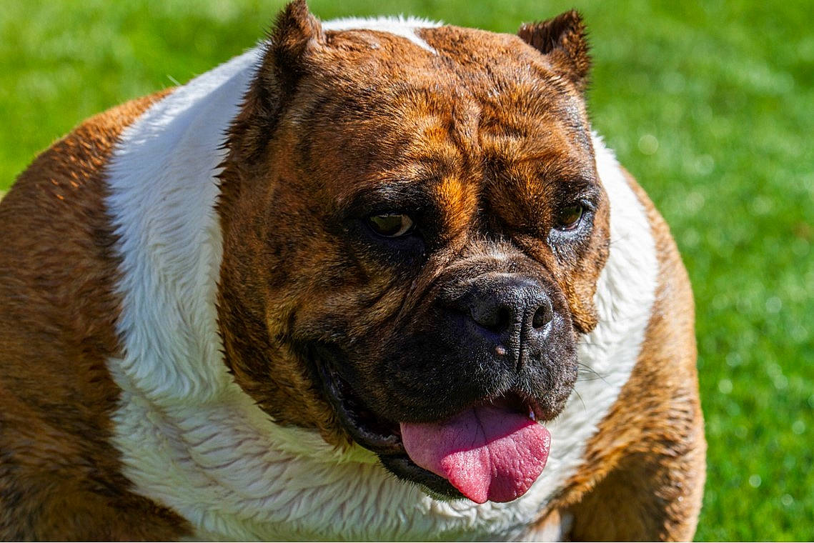 Molly is registered to the contest to win money with this photo: canidae, carnivore, collar, companion_dog, dog, dog_breed, fawn, field, grass_family, guard_dog, mammal, old_english_bulldog, snout, sporting_group, whiskers, working_animal, working_dog, wrinkle