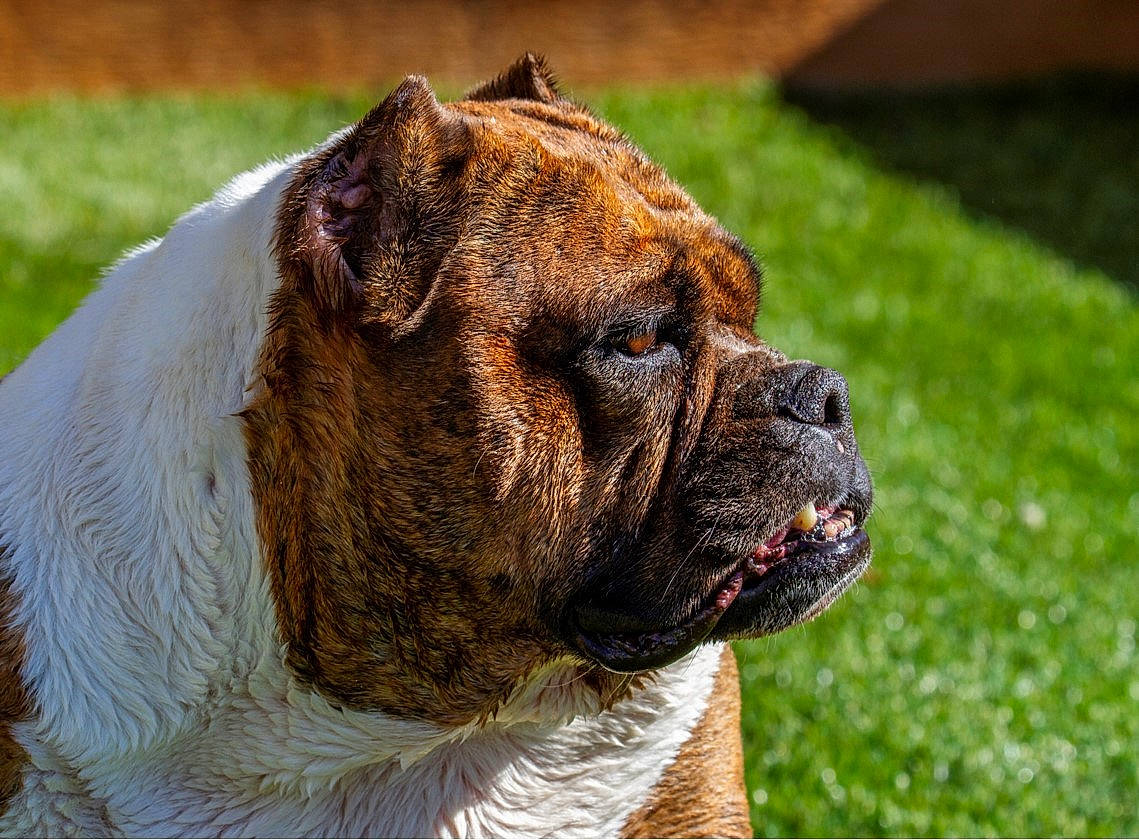 Molly is registered to the contest to win money with this photo: boxer, canidae, carnivore, collar, companion_dog, dog, dog_breed, dog_collar, fawn, field, lawn, liver, old_english_bulldog, prairie, snout, sporting_group, whiskers, working_animal, working_dog, wrinkle