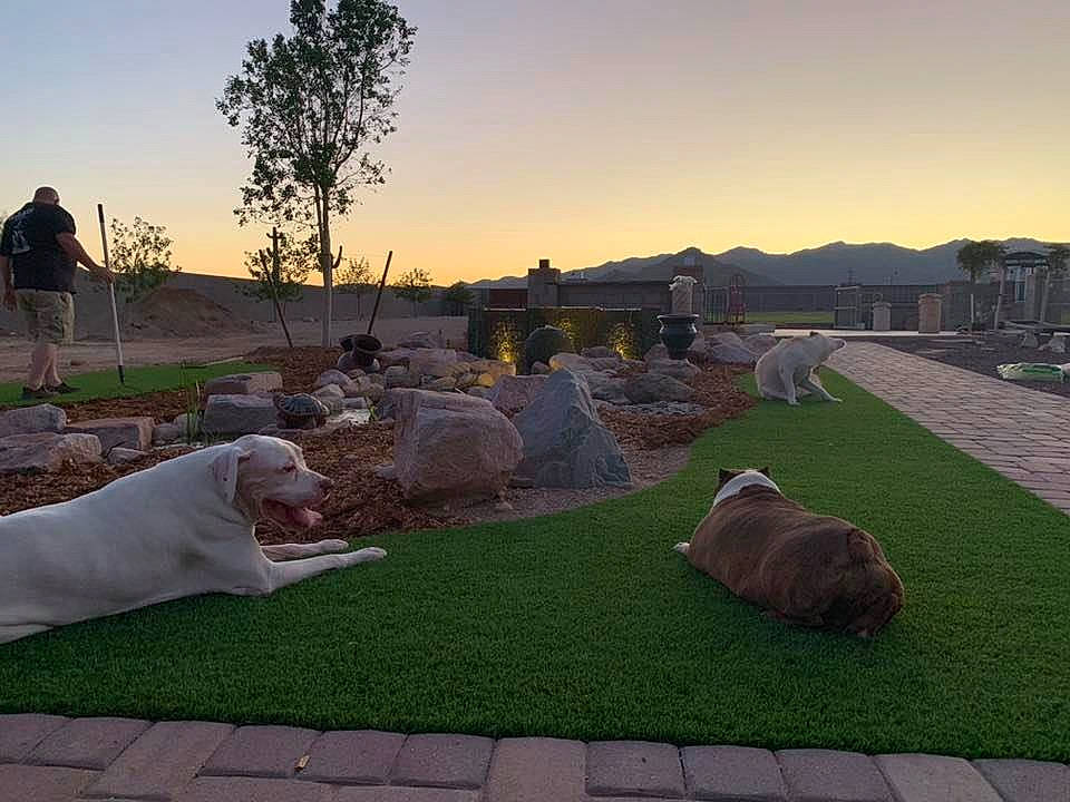 Molly joined the competition — help win amazing prizes! evening, grass, lawn, pasture, yard