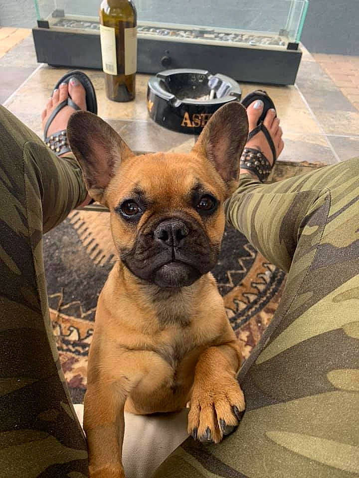 Bugatti is registered to the contest to win money with this photo: bottle, canidae, carnivore, comfort, companion_dog, couch, distilled_beverage, dog, dog_breed, fawn, foot, french_bulldog, glass_bottle, non_sporting_group, puppy, snout, sporting_group, toy_dog, vertebrate, working_animal