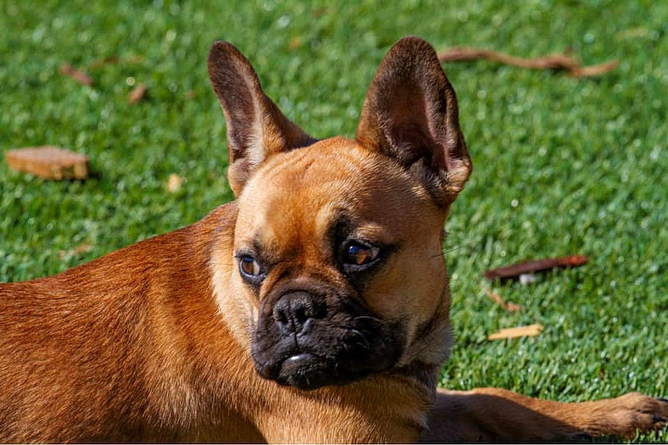 Bugatti is registered to the contest to win money with this photo: boxer, brown, canidae, carnivore, companion_dog, dog, dog_breed, fawn, grass_family, groundcover, lawn, liver, skin, snout, sporting_group, tan, whiskers, working_animal, working_dog, wrinkle