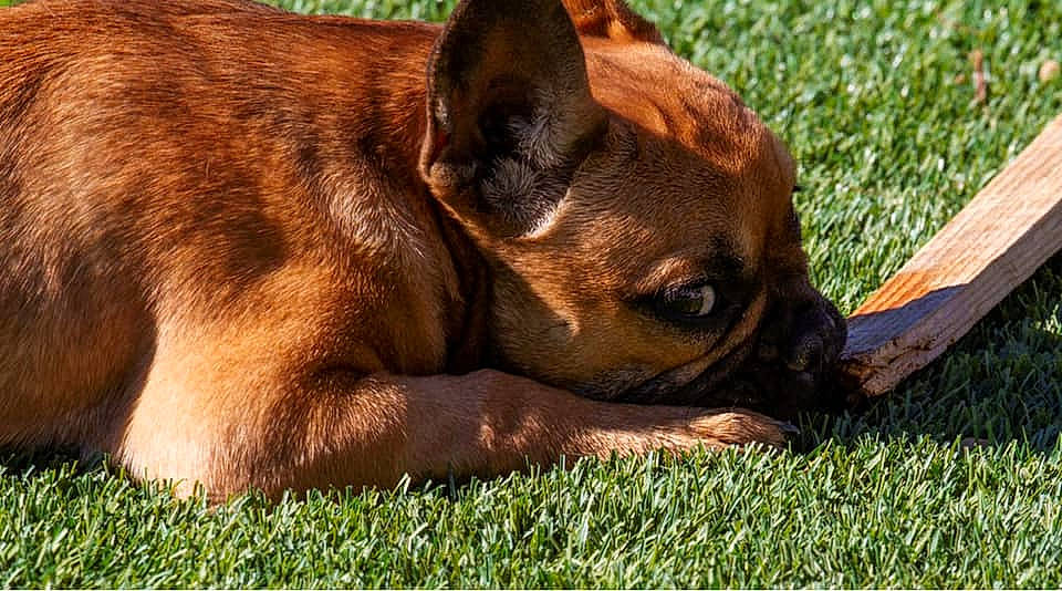 Bugatti is registered to the contest to win money with this photo: boxer, brown, canidae, carnivore, companion_dog, dog, dog_breed, fawn, grass, guard_dog, liver, molosser, snout, sporting_group, whiskers, working_animal, working_dog, wrinkle