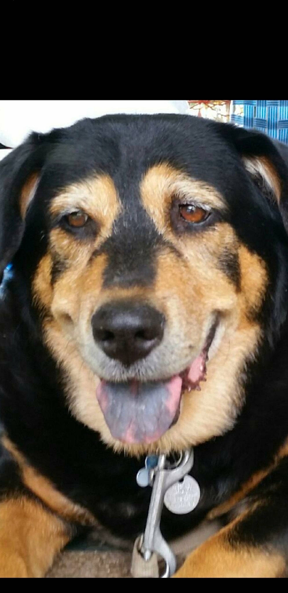 Leelah is registered to the contest to win money with this photo: ancient_dog_breeds, canidae, carnivore, dog, dog_breed, huntaway, mammal, rare_breed_dog, snout, sporting_group, street_dog, vertebrate, whiskers, working_dog