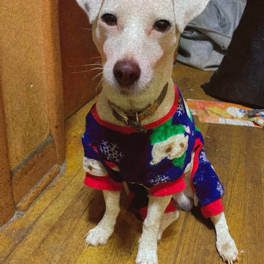 Gizmo is registered to the contest to win money with this photo: accessories, animal, canine, clothing, costume, dog, face, hardwood, head, hound, indoors, interiordesign, person, pet, photography, portrait, puppy, strap, whitedog, wood