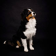 Voxy participe au concours pour gagner de l'argent avec cette photo : alert, animal, attentive, black_background, brown_fur, canine, cute, dog, domestic_animal, fluffy, fur, indoor, pet, portrait, side_view, sitting, studio, tricolor, well_groomed, white_fur