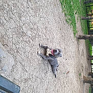 Bronx participe au concours pour gagner de l'argent avec cette photo : canidae, carmine, carnivore, cement, companion_dog, concrete, dog_breed, sporting_group, trunk, working_animal