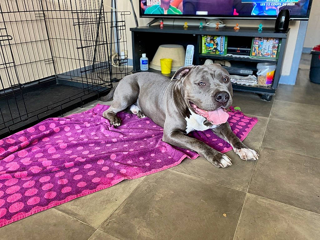 Bronx participe au concours pour gagner de l'argent avec cette photo : cage, canidae, carnivore, companion_dog, display_device, dog, dog_breed, dog_supply, floor, flooring, mat, mesh, pet_supply, shelf, snout, sporting_group, television, television_set, violet, working_animal