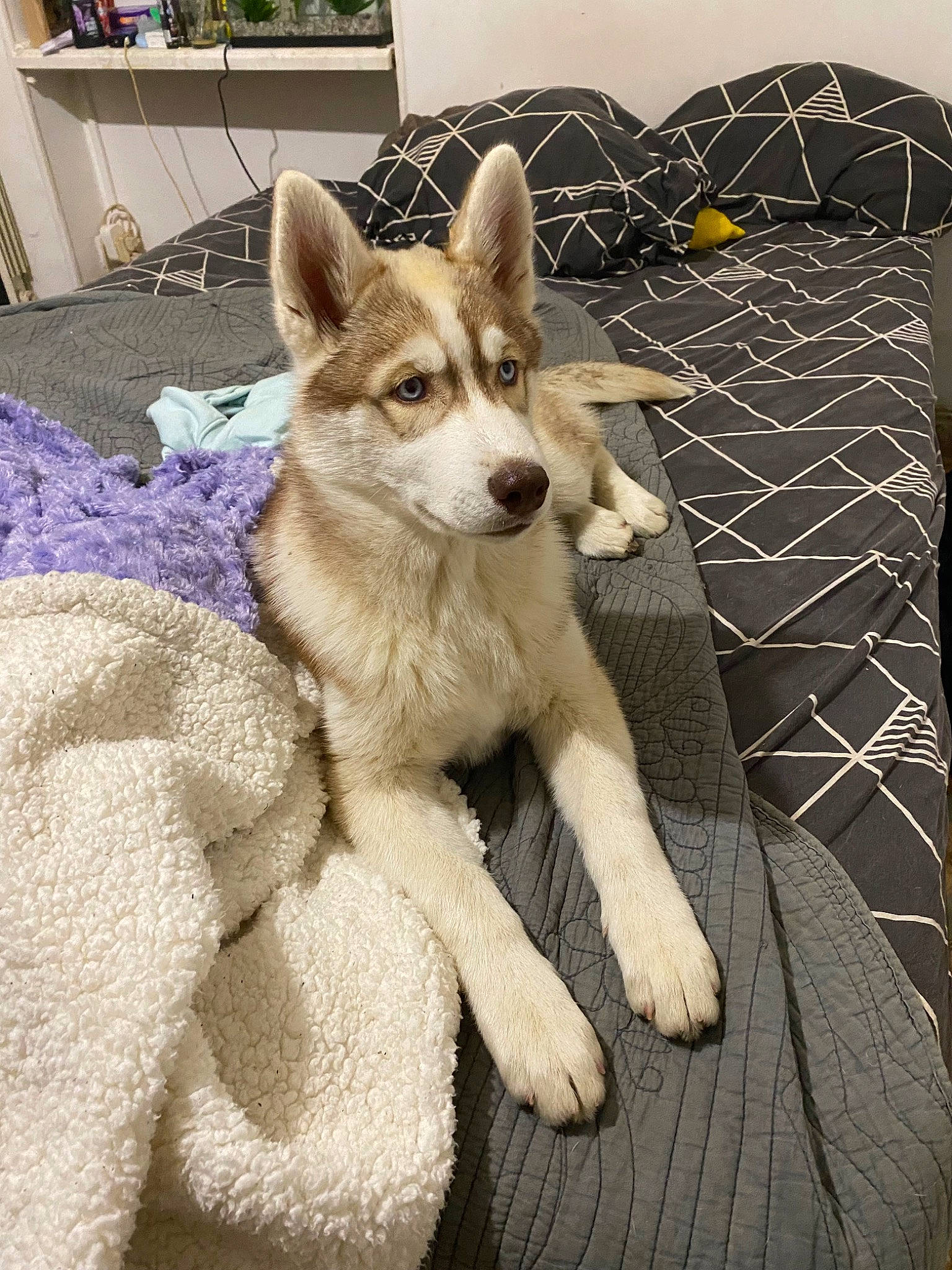 Uska participe au concours pour gagner de l'argent avec cette photo : canidae, canis, carnivore, comfort, companion_dog, dog, dog_breed, fawn, flooring, fur, picture_frame, siberian_husky, sled_dog, snout, sporting_group, tail, terrestrial_animal, whiskers, wolf, working_animal