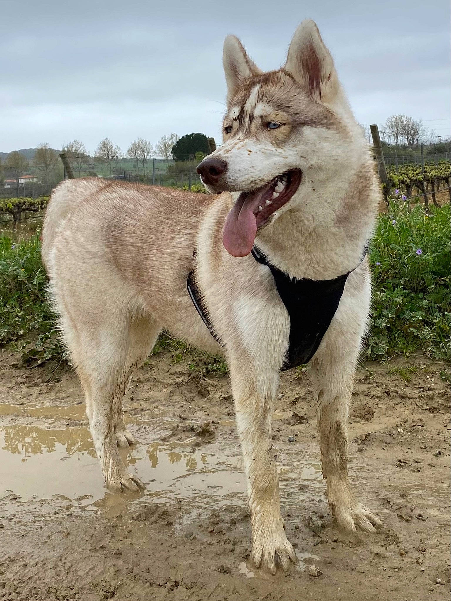 Uska participe au concours pour gagner de l'argent avec cette photo : canidae, canis, carnivore, cloud, dog, dog_breed, fang, fawn, gesture, plant, sky, snout, soil, sporting_group, tail, terrestrial_animal, tree, wildlife, wolf, working_animal
