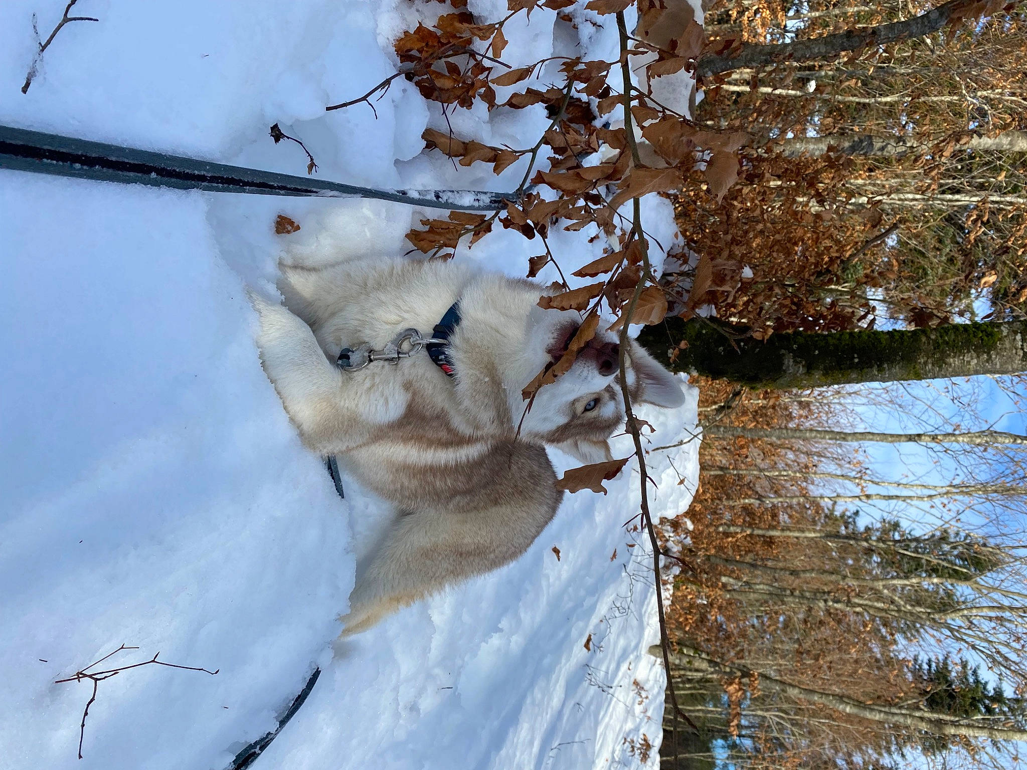 Uska a rejoint le concours — aidez-le/la à gagner de superbes lots ! branch, canidae, electricity, felidae, freezing, frost, fur, ice_cap, plant, reflection, slope, snow, tail, tree, trunk, twig, water, wildlife, winter, wood