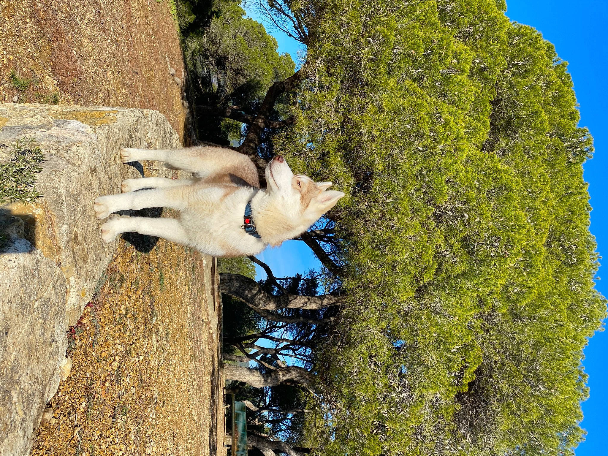 Uska a rejoint le concours — aidez-le/la à gagner de superbes lots ! _geese_and_swans, beak, ducks, fawn, grass, livestock, pack_animal, plant, shadow, shrub, sky, tail, tree, trunk, twig, water_bird, waterfowl, wildlife, wing, wood