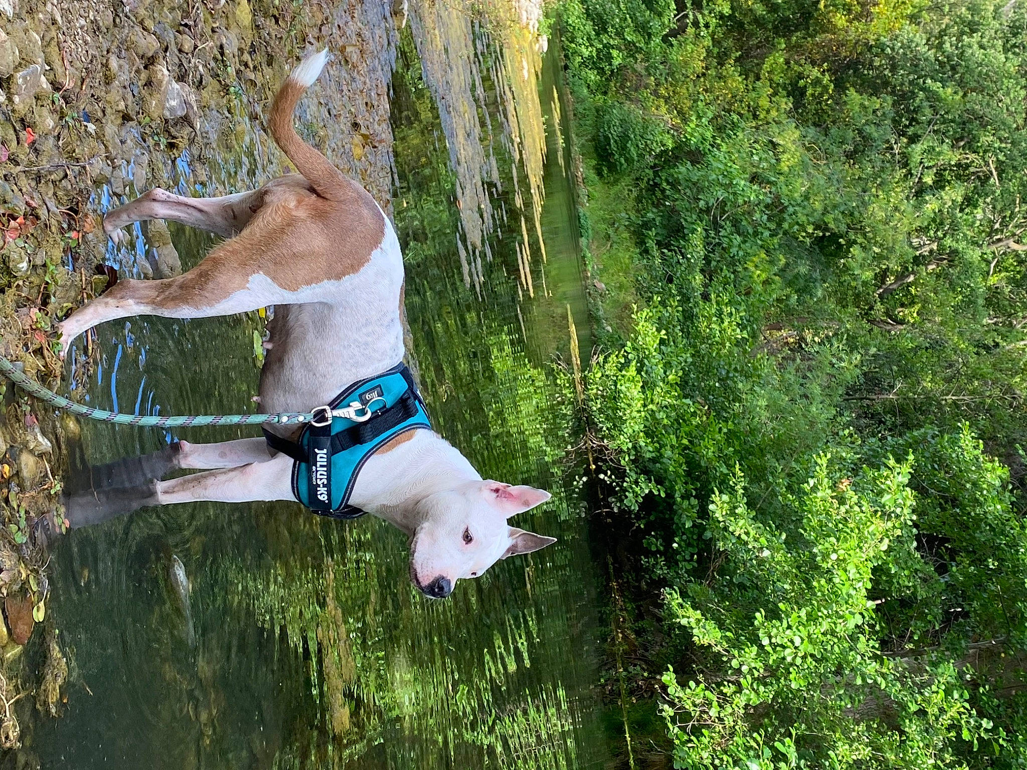 Mara a rejoint le concours — aidez-le/la à gagner de superbes lots ! carnivore, dog, dog_breed, fawn, fun, grass, human_leg, landscape, leg, leisure, people_in_nature, plant, recreation, shrub, sporting_group, tail, tree, water, wood, woody_plant