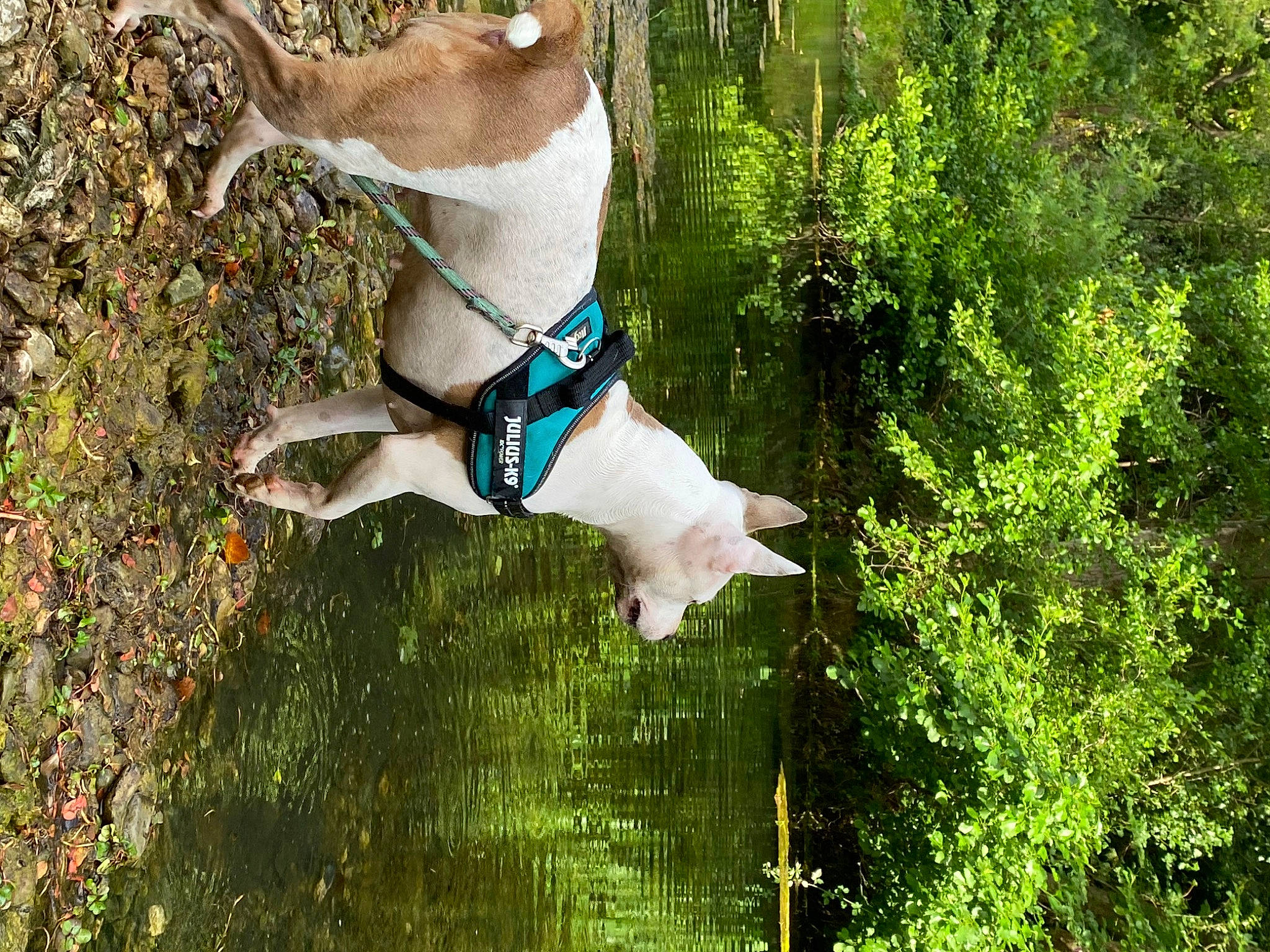 Mara participe au concours pour gagner de l'argent avec cette photo : adventure, canidae, carnivore, companion_dog, dog, dog_breed, fawn, forest, grass, leisure, mammal, people_in_nature, plant, sporting_group, tail, tree, vertebrate, water, wildlife, wood