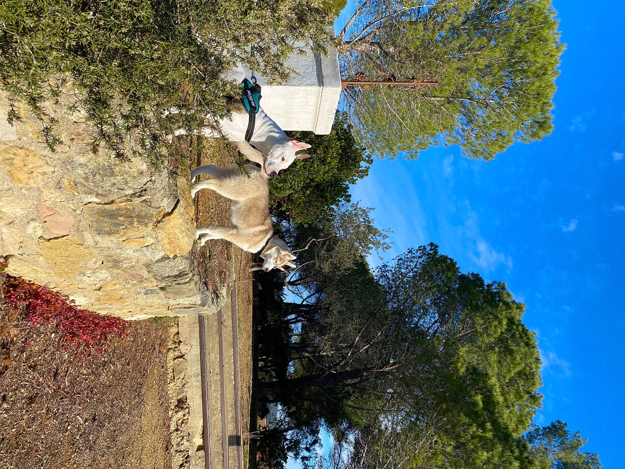 Mara a rejoint le concours — aidez-le/la à gagner de superbes lots ! azure, biome, branch, daytime, formation, leaf, nature, plant, pole, rock, sky, spring, street_light, sunlight, tree, trunk, vegetation, wood, woody_plant, world